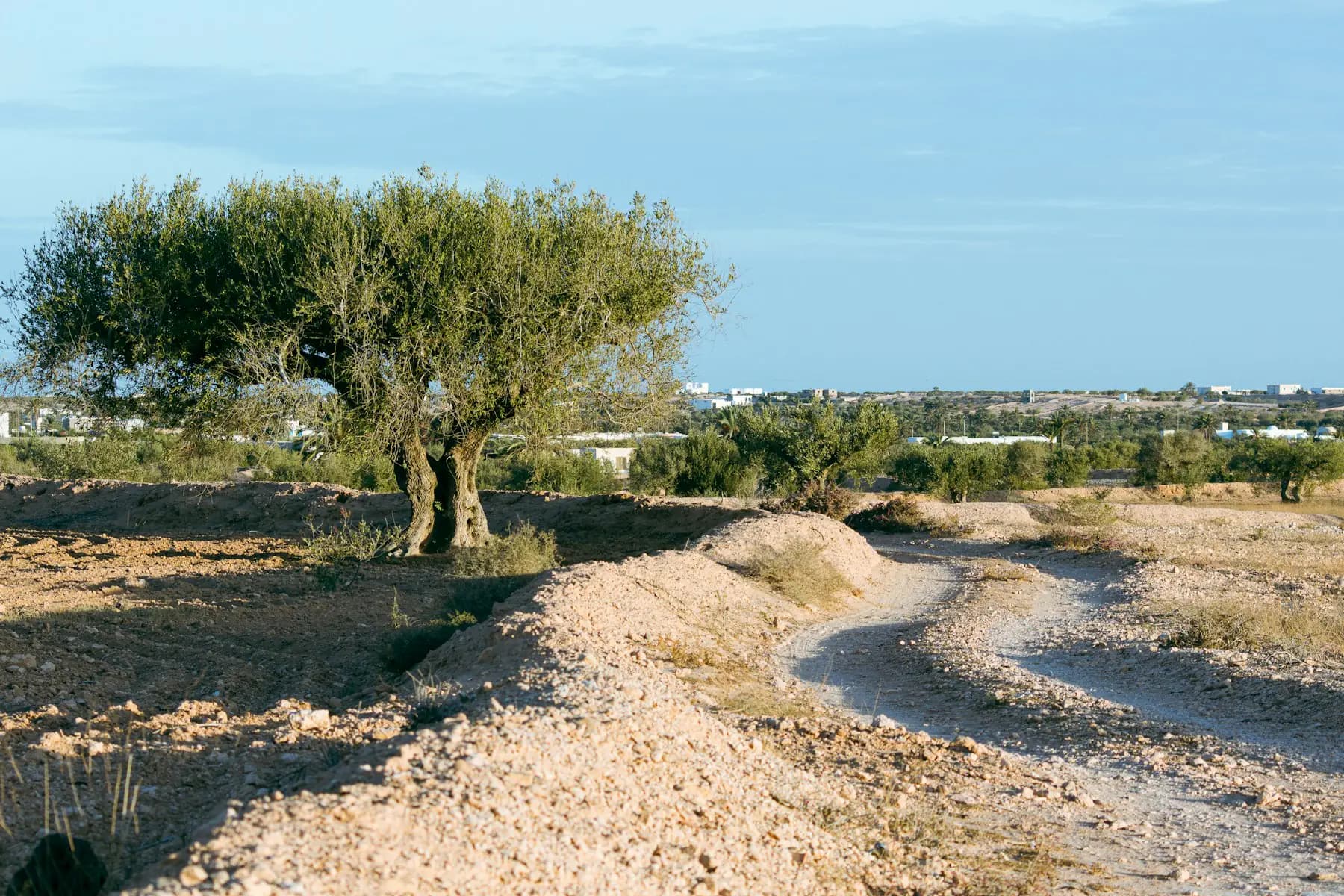 An old olive tree beside a dirt road in the Tunisian countryside