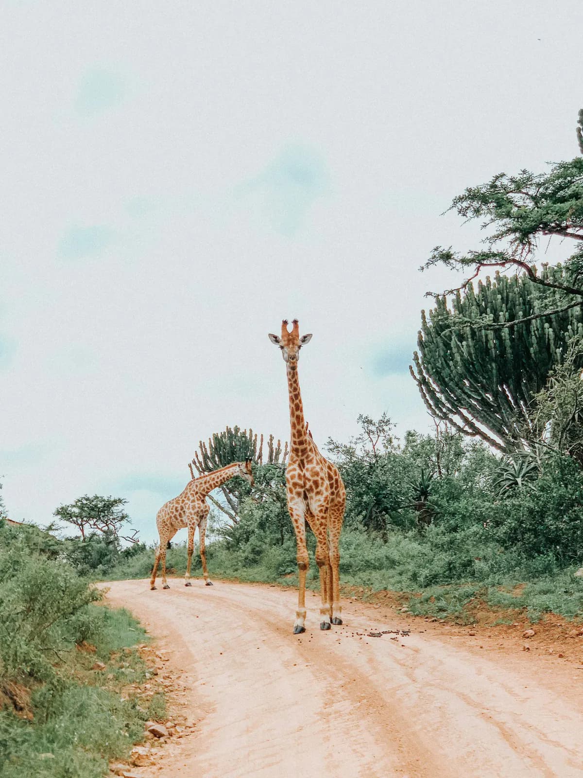 Two giraffes on a sandy track among green trees