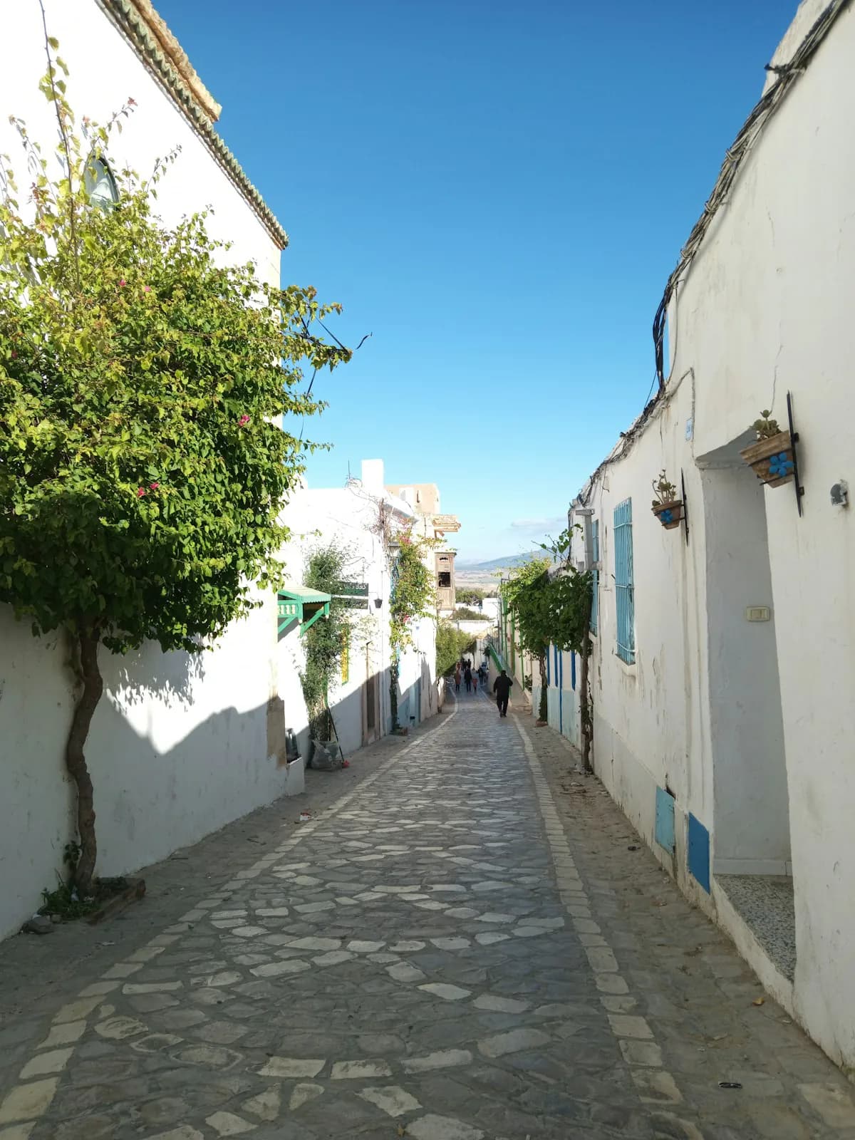 A white street lined with trees in the town of Zaghouan